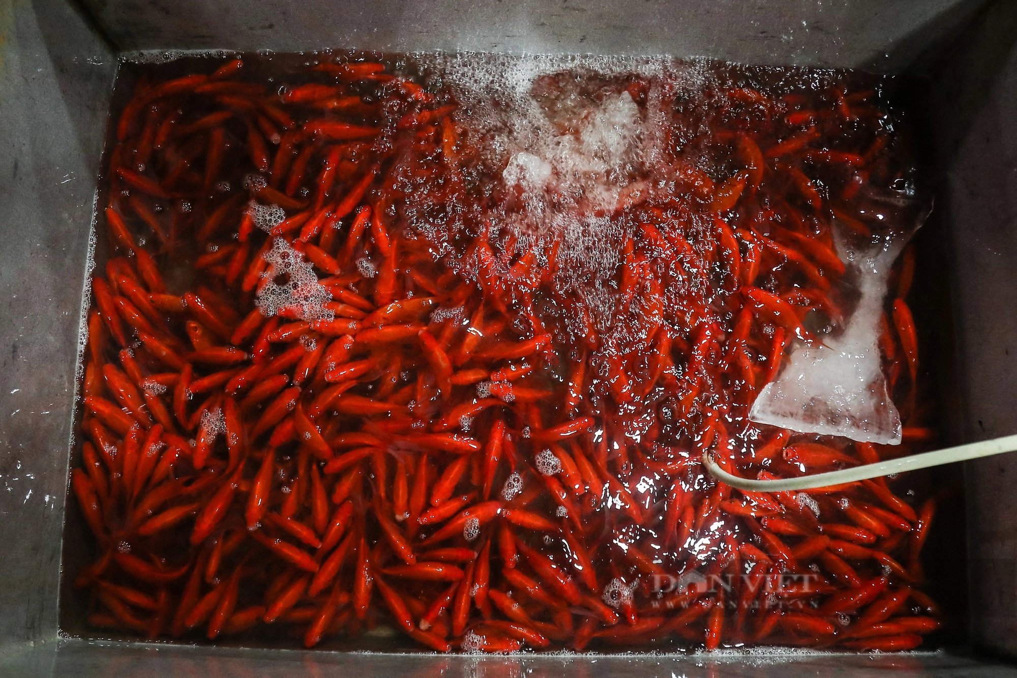 Chợ cá lớn nhất Thủ đô ngập tràn sắc đỏ, bán xuyên đêm trước ngày ông Công, ông Táo về trời- Ảnh 3.