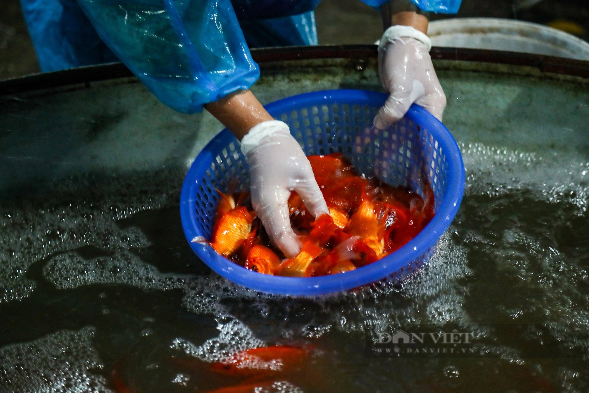 Chợ cá lớn nhất Thủ đô ngập tràn sắc đỏ, bán xuyên đêm trước ngày ông Công, ông Táo về trời- Ảnh 4.