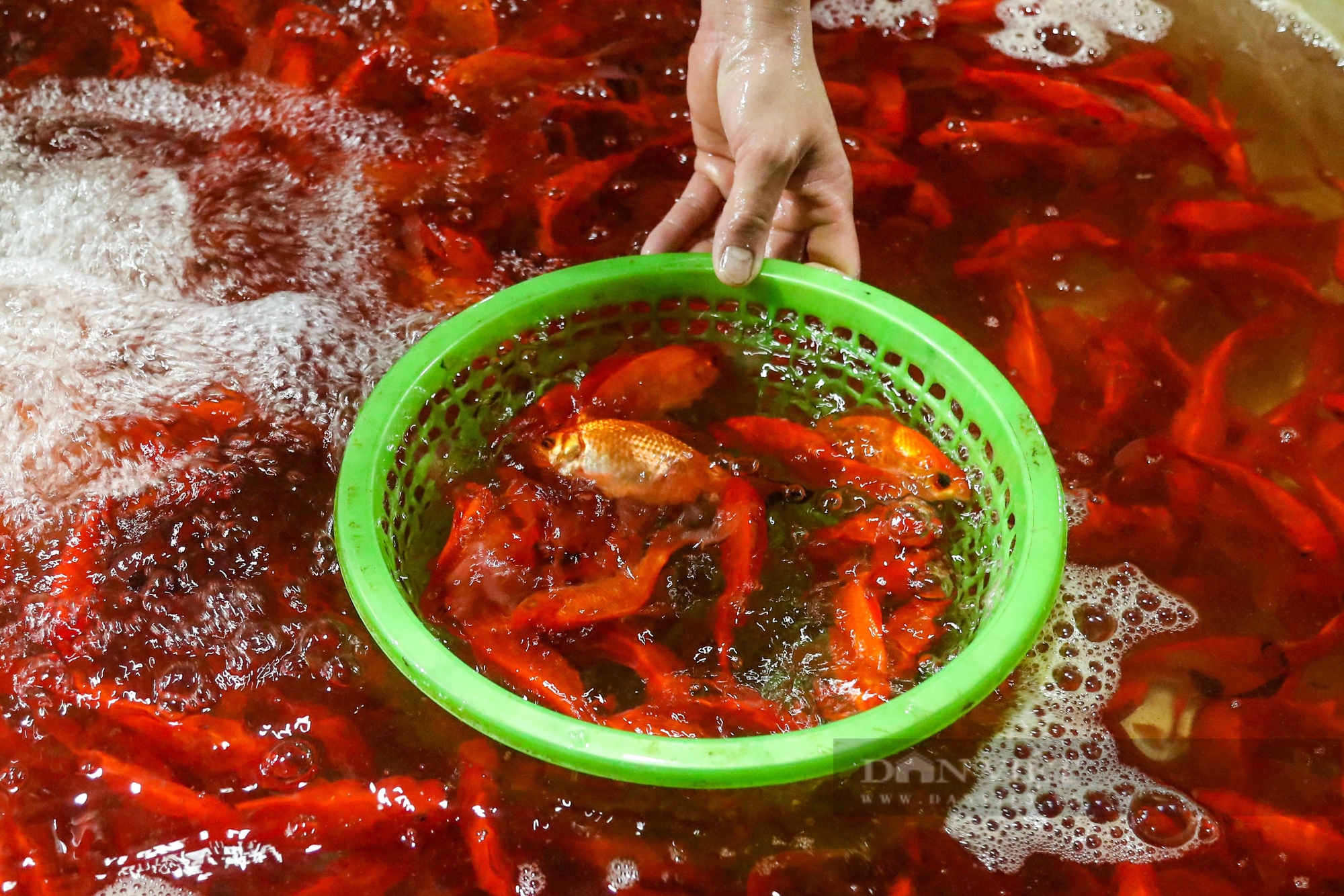 Chợ cá lớn nhất Thủ đô ngập tràn sắc đỏ, bán xuyên đêm trước ngày ông Công, ông Táo về trời- Ảnh 7.