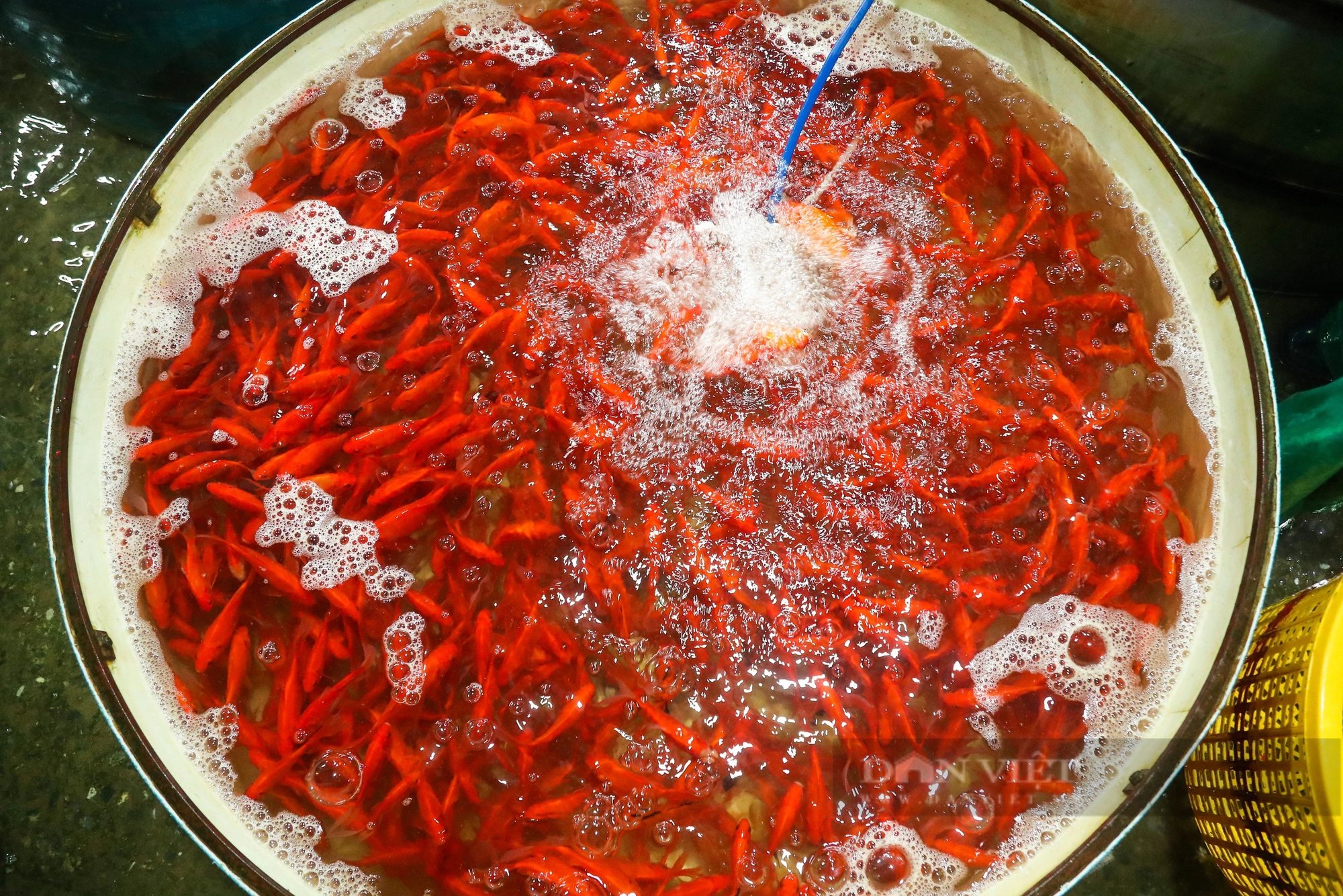 Chợ cá lớn nhất Thủ đô ngập tràn sắc đỏ, bán xuyên đêm trước ngày ông Công, ông Táo về trời- Ảnh 9.