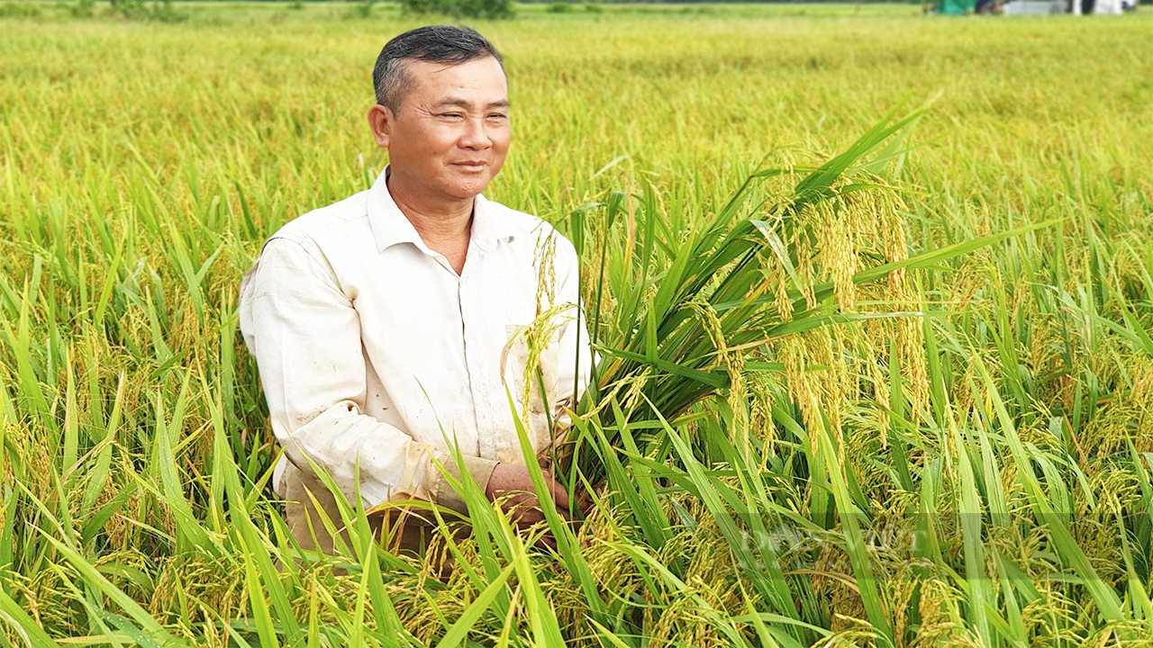 Trồng lúa chất lượng cao giảm phát thải, vì sao nói, nông dân chắc chắn giàu, nông dân sẽ đam mê?- Ảnh 1.