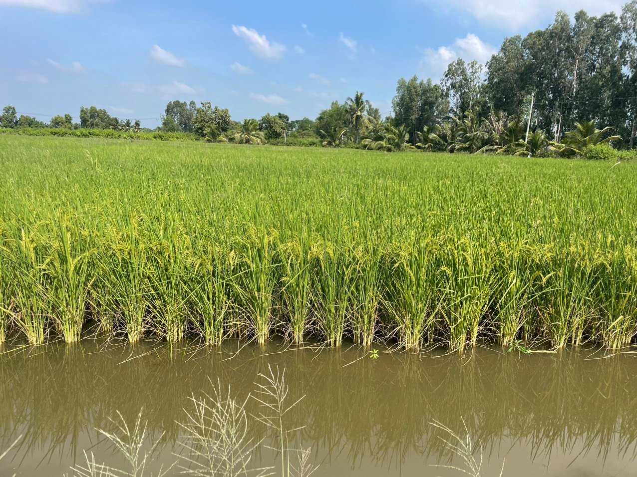 Trồng lúa chất lượng cao giảm phát thải, vì sao nói, nông dân chắc chắn giàu, nông dân sẽ đam mê?- Ảnh 6.