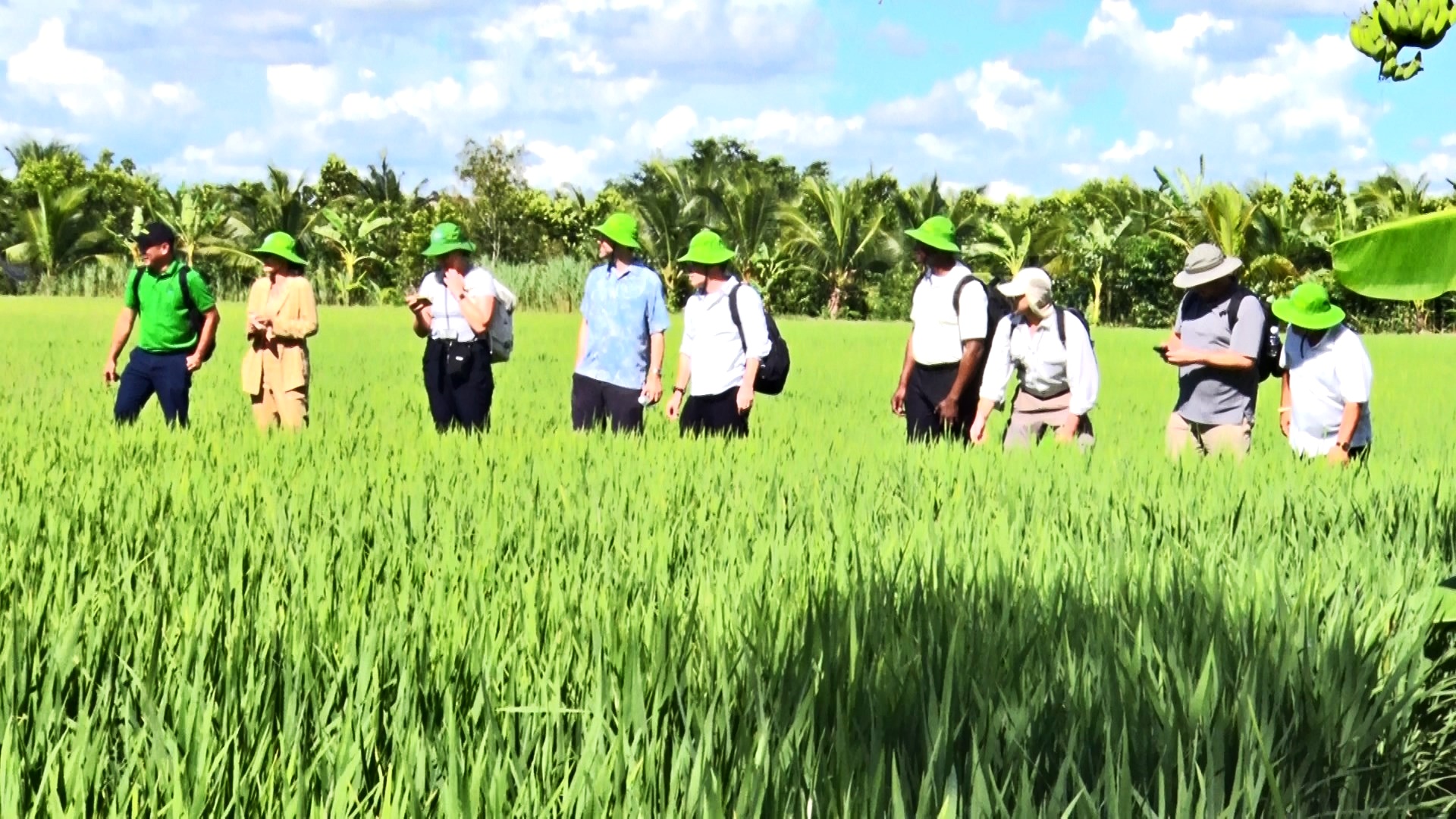 Trồng lúa chất lượng cao giảm phát thải, vì sao nói, nông dân chắc chắn giàu, nông dân sẽ đam mê?- Ảnh 3.