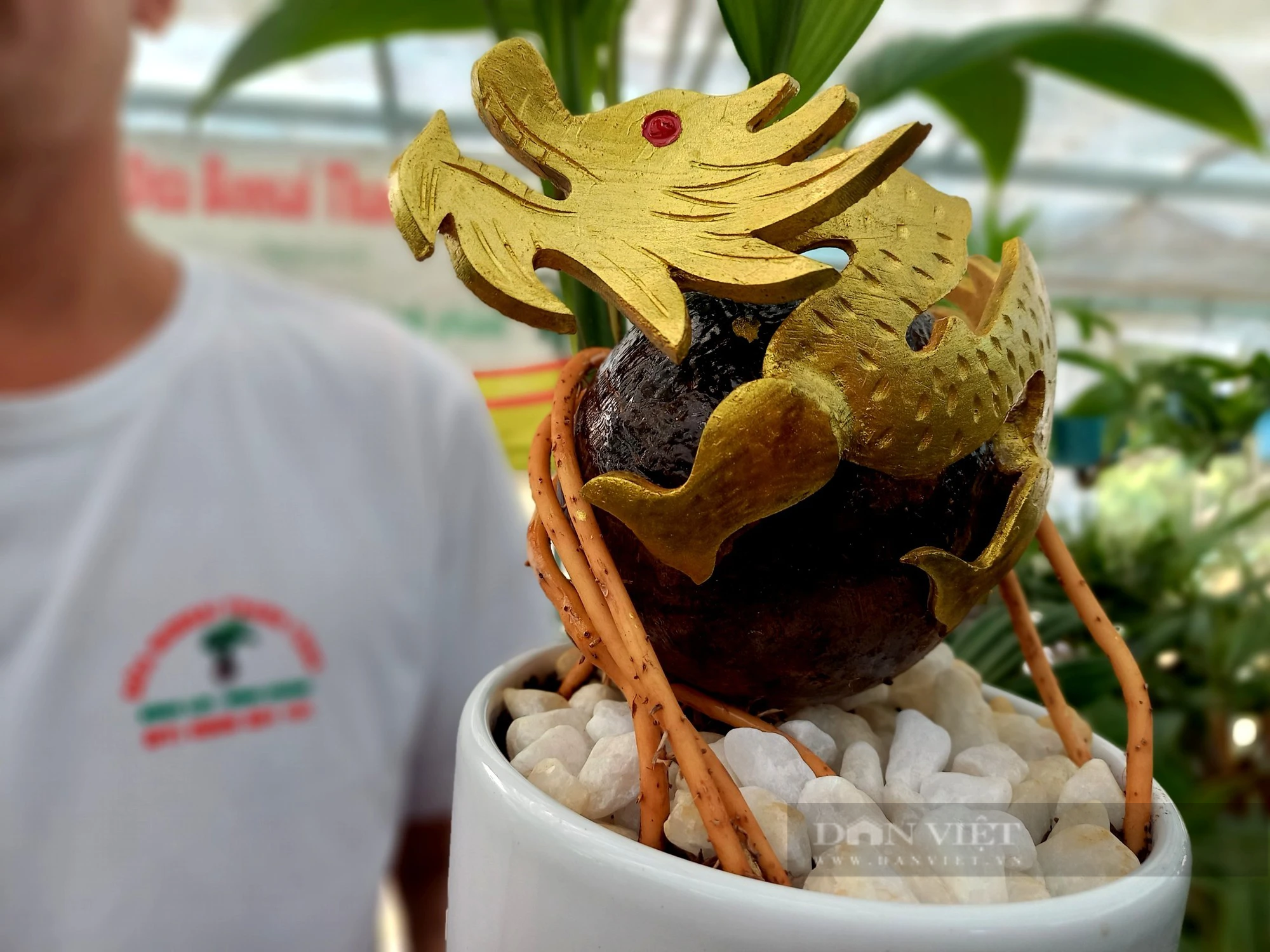 Cho cây bonsai này hóa rồng bán tận Hà Nội chơi Tết Giáp Thìn, chàng trai TP HCM thu bộn tiền - Ảnh 1.