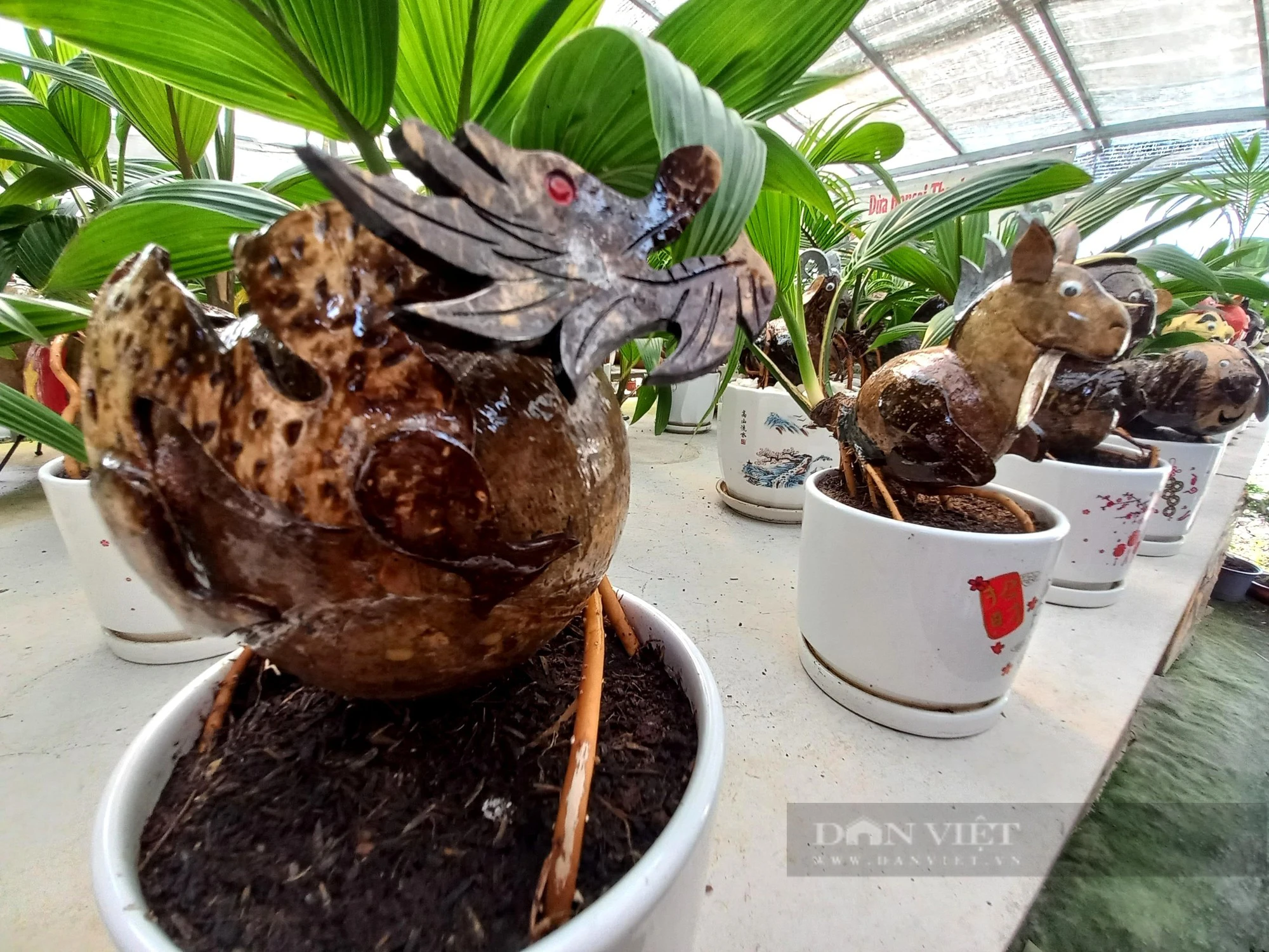 Cho cây bonsai này hóa rồng bán tận Hà Nội chơi Tết Giáp Thìn, chàng trai TP HCM thu bộn tiền - Ảnh 4.