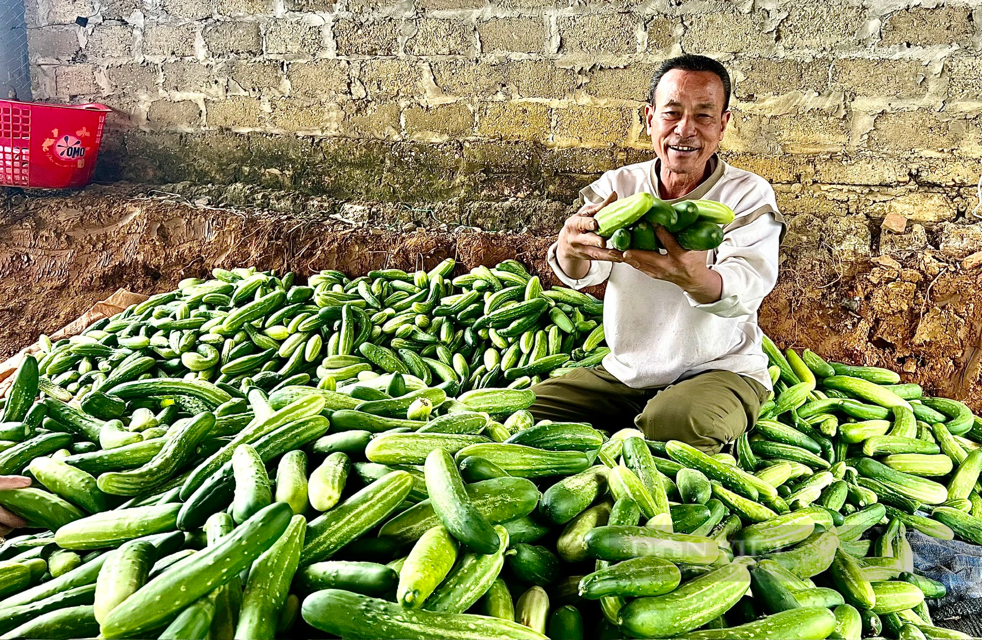 Trồng dưa chuột hữu cơ ở Phú Thọ kiểu gì mà ông chủ ruộng cười tươi, khách hỏi mua tới tấp?- Ảnh 1.