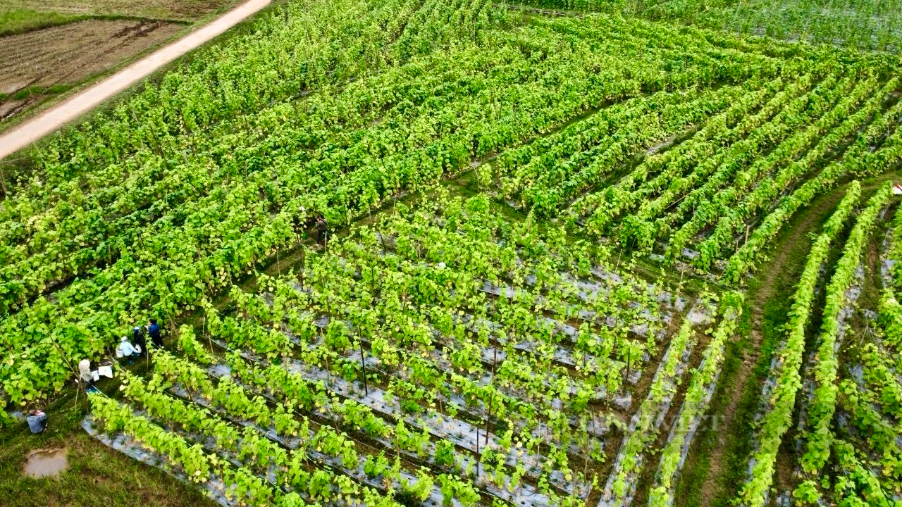 Trồng dưa chuột hữu cơ ở Phú Thọ kiểu gì mà ông chủ ruộng cười tươi, khách hỏi mua tới tấp?- Ảnh 2.