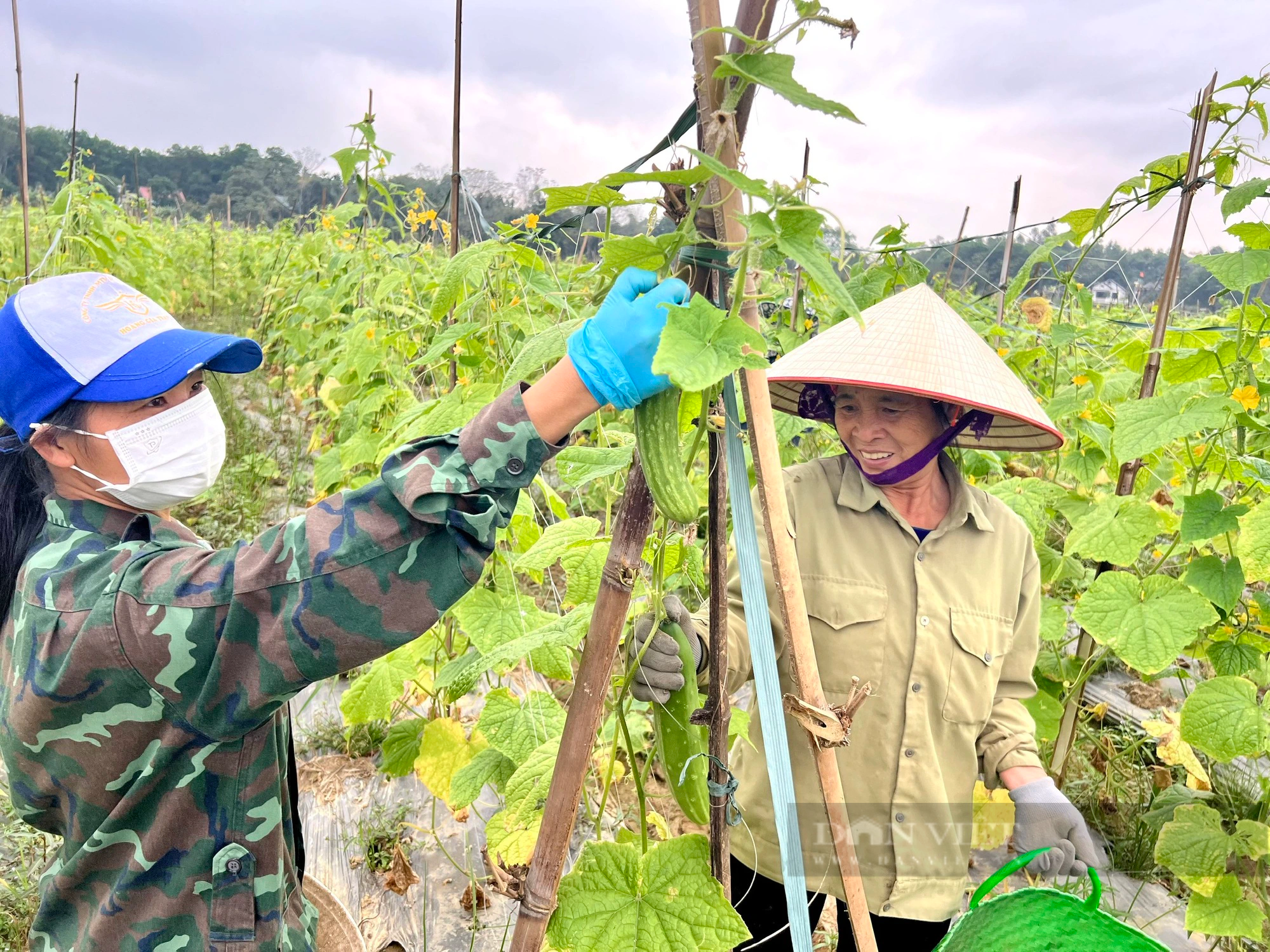 Trồng dưa chuột hữu cơ ở Phú Thọ kiểu gì mà ông chủ ruộng cười tươi, khách hỏi mua tới tấp?- Ảnh 3.