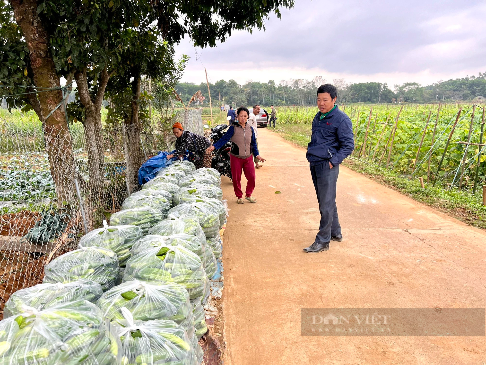 Trồng dưa chuột hữu cơ ở Phú Thọ kiểu gì mà ông chủ ruộng cười tươi, khách hỏi mua tới tấp?- Ảnh 4.