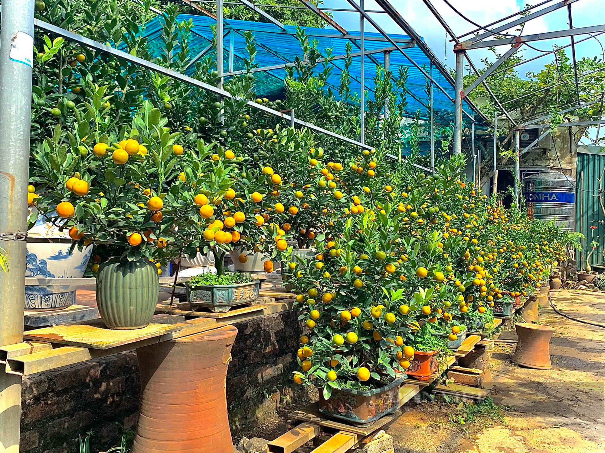 Người dân làng quất Tứ Liên chia sẻ bí quyết tạo ra những cây bon sai với hình dáng “cực độc”- Ảnh 4.