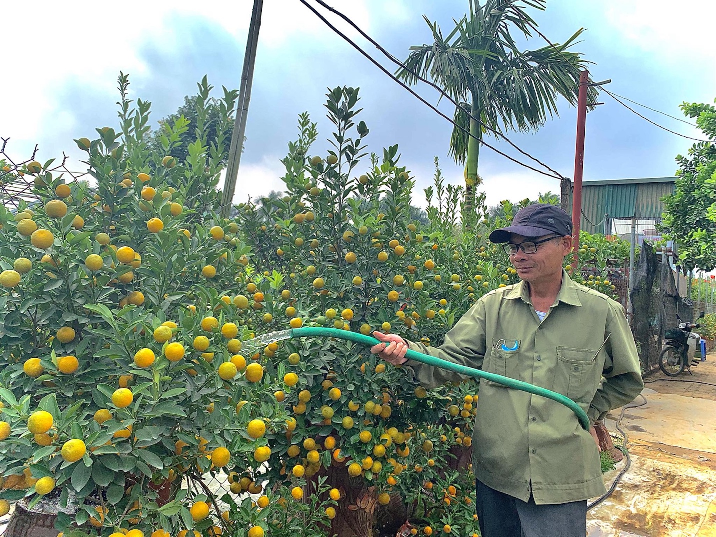 Người dân làng quất Tứ Liên chia sẻ bí quyết tạo ra những cây bon sai với hình dáng “cực độc”- Ảnh 2.