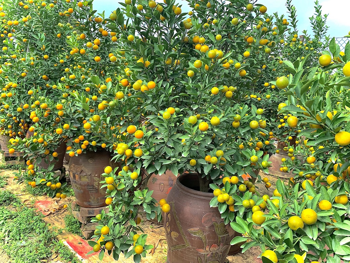 Người dân làng quất Tứ Liên chia sẻ bí quyết tạo ra những cây bon sai với hình dáng “cực độc”- Ảnh 3.