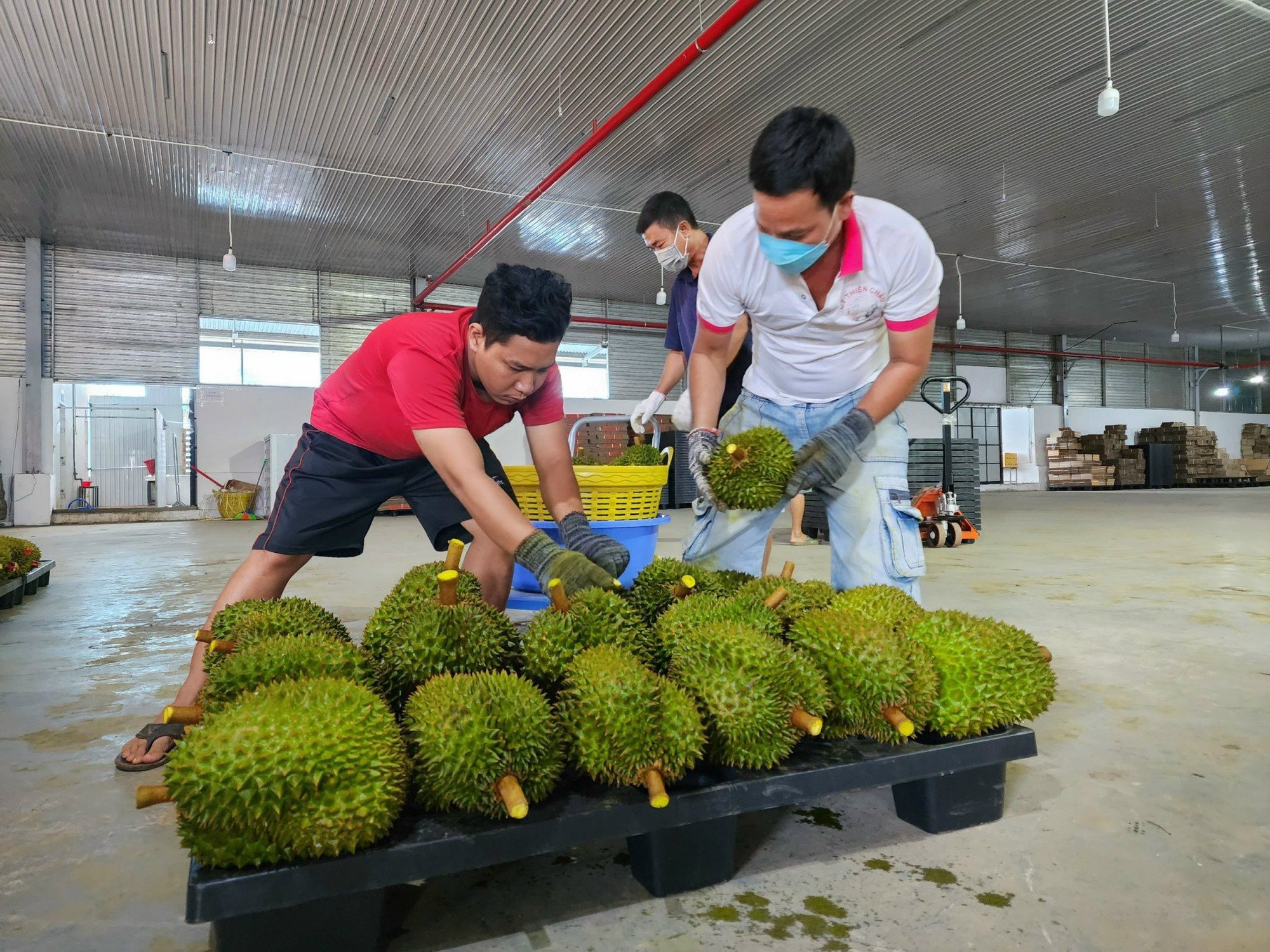 Sẽ tổ chức Lễ hội sầu riêng huyện Krông Pắc lần thứ hai- Ảnh 2.