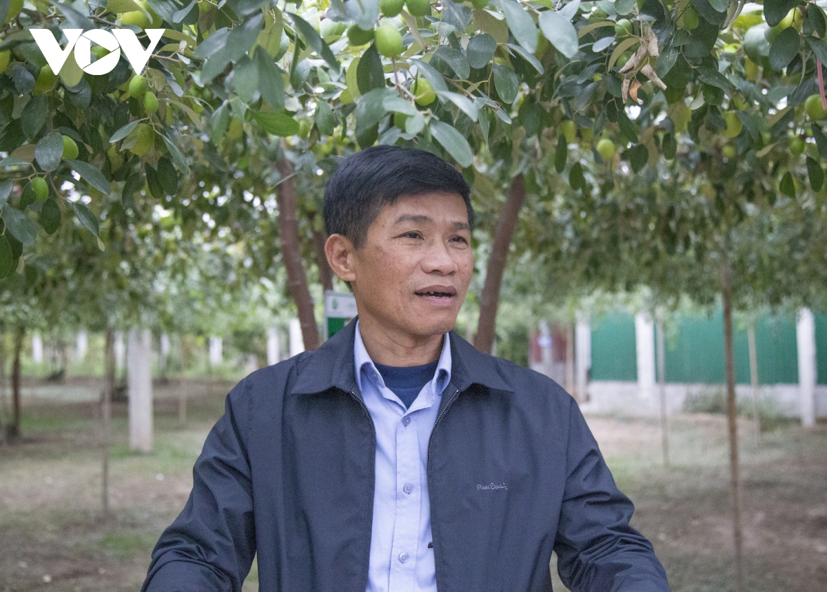 Ở Hải Phòng có loại táo muối đặc sản, không hiểu ăn ngon đến đâu mà cứ "xuống phố" là tấp nập người mua- Ảnh 5.