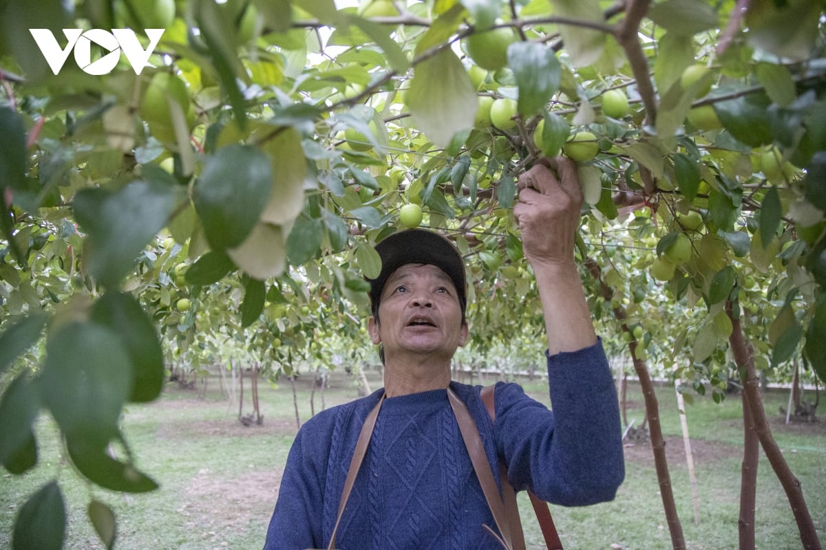 Ở Hải Phòng có loại táo muối đặc sản, không hiểu ăn ngon đến đâu mà cứ "xuống phố" là tấp nập người mua- Ảnh 7.