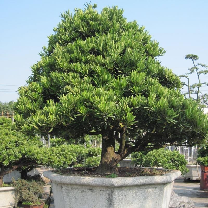 Người xưa dặn: "4 cây cảnh này trong nhà không giàu sang cũng hưởng phúc"- Ảnh 1.