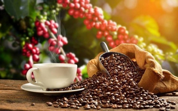Giá cà phê ngày 8/1: Giá cà phê đồng loạt tăng  - Ảnh 2.
