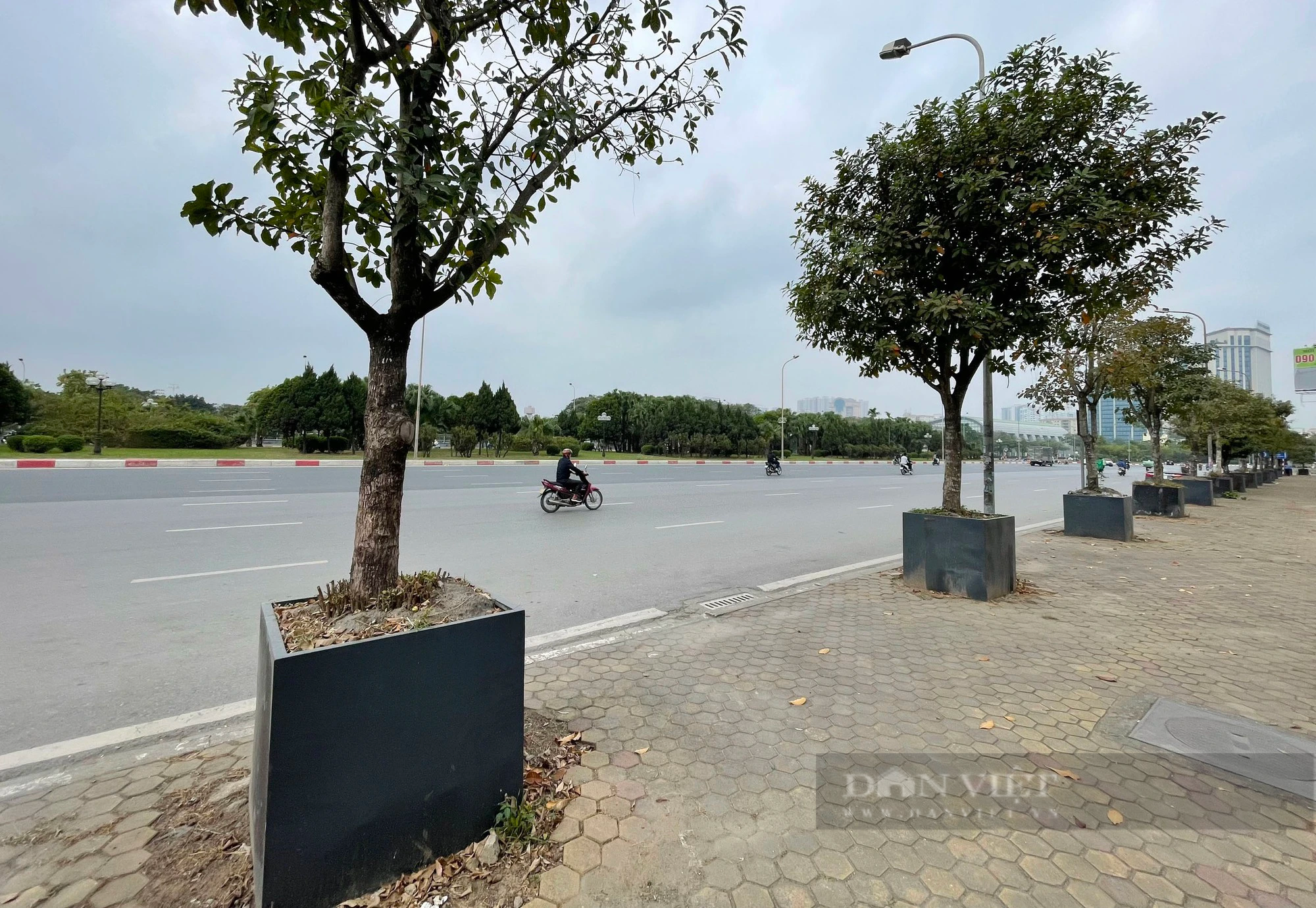 Hàng chục cây xanh trồng trong hộp nhựa cạnh SVĐ Mỹ Đình phát triển ra sao sau hơn 3 năm?- Ảnh 1.
