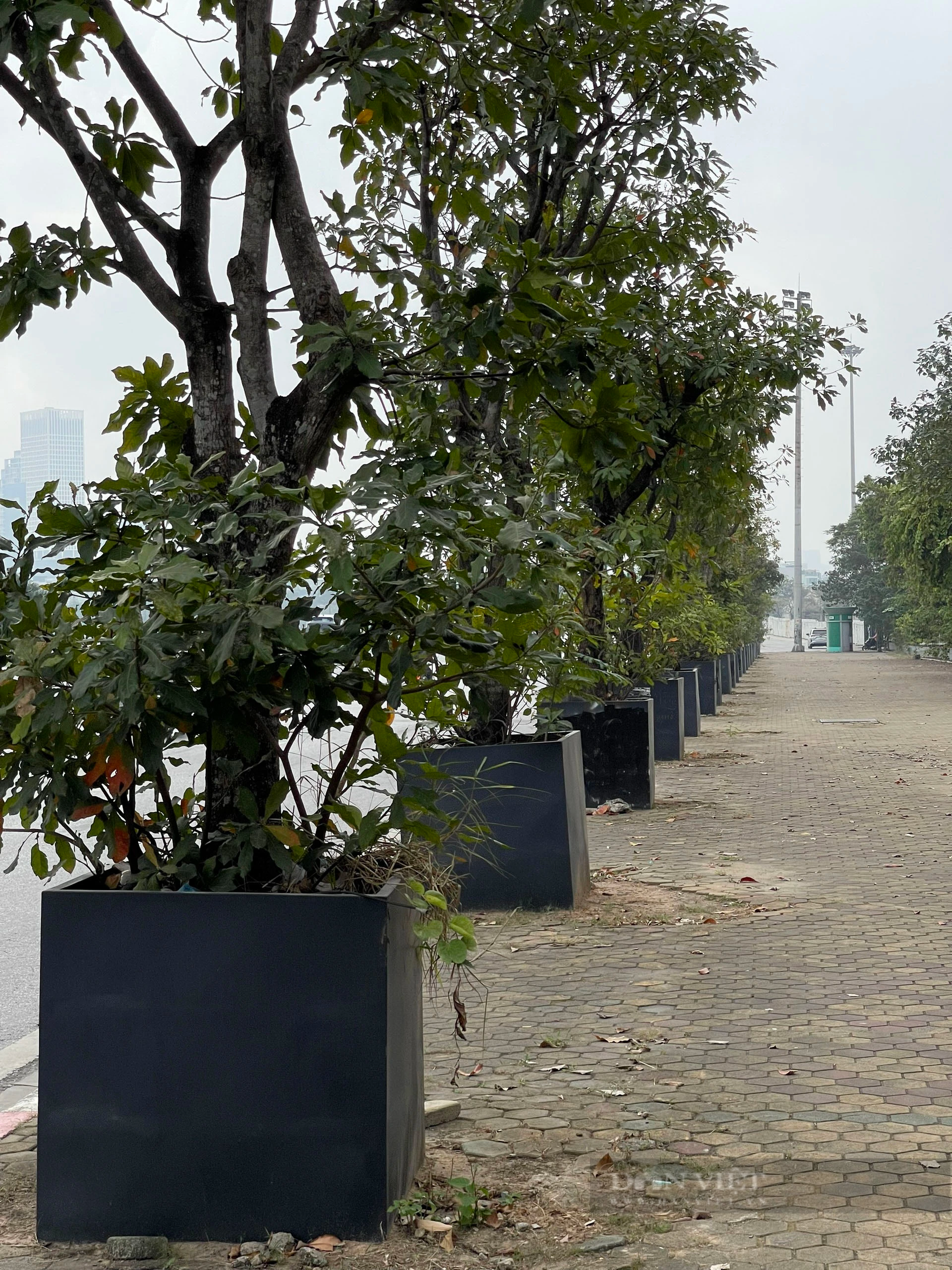 Hàng chục cây xanh trồng trong hộp nhựa cạnh SVĐ Mỹ Đình phát triển ra sao sau hơn 3 năm?- Ảnh 2.