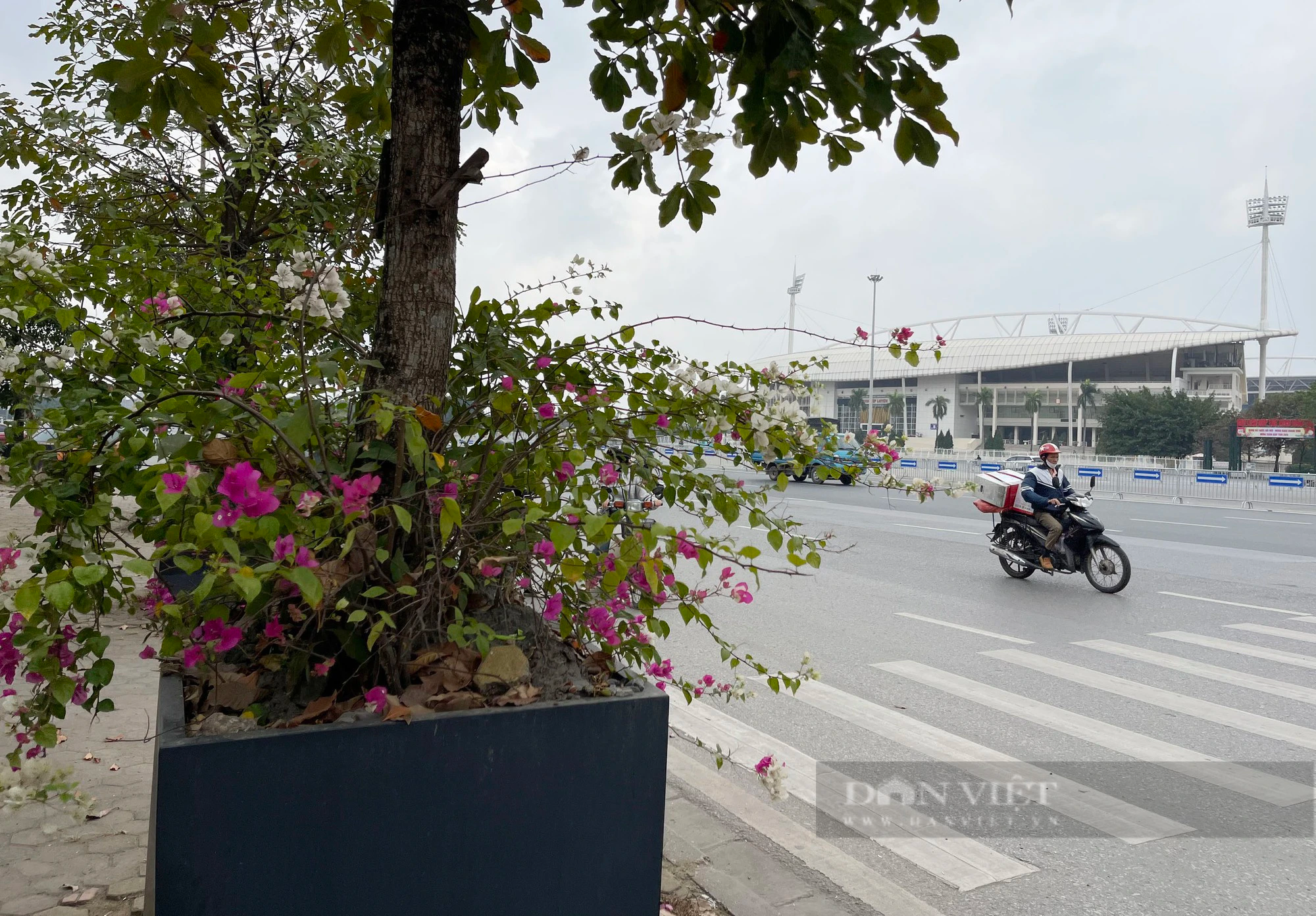 Hàng chục cây xanh trồng trong hộp nhựa cạnh SVĐ Mỹ Đình phát triển ra sao sau hơn 3 năm?- Ảnh 3.