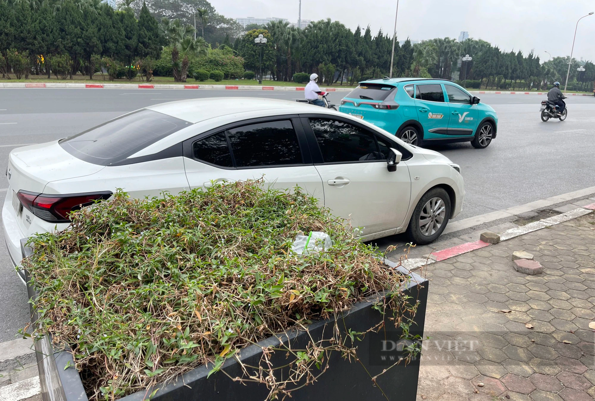 Hàng chục cây xanh trồng trong hộp nhựa cạnh SVĐ Mỹ Đình phát triển ra sao sau hơn 3 năm?- Ảnh 7.