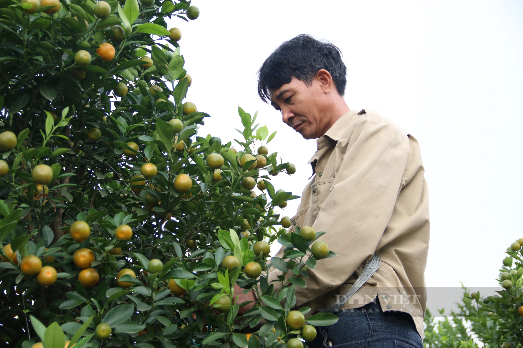Quất tết ghép gỗ lũa của nông dân Tứ Liên ở Hà Nội có gì đặc biệt mà giá bán lên tới trăm triệu đồng?- Ảnh 4.