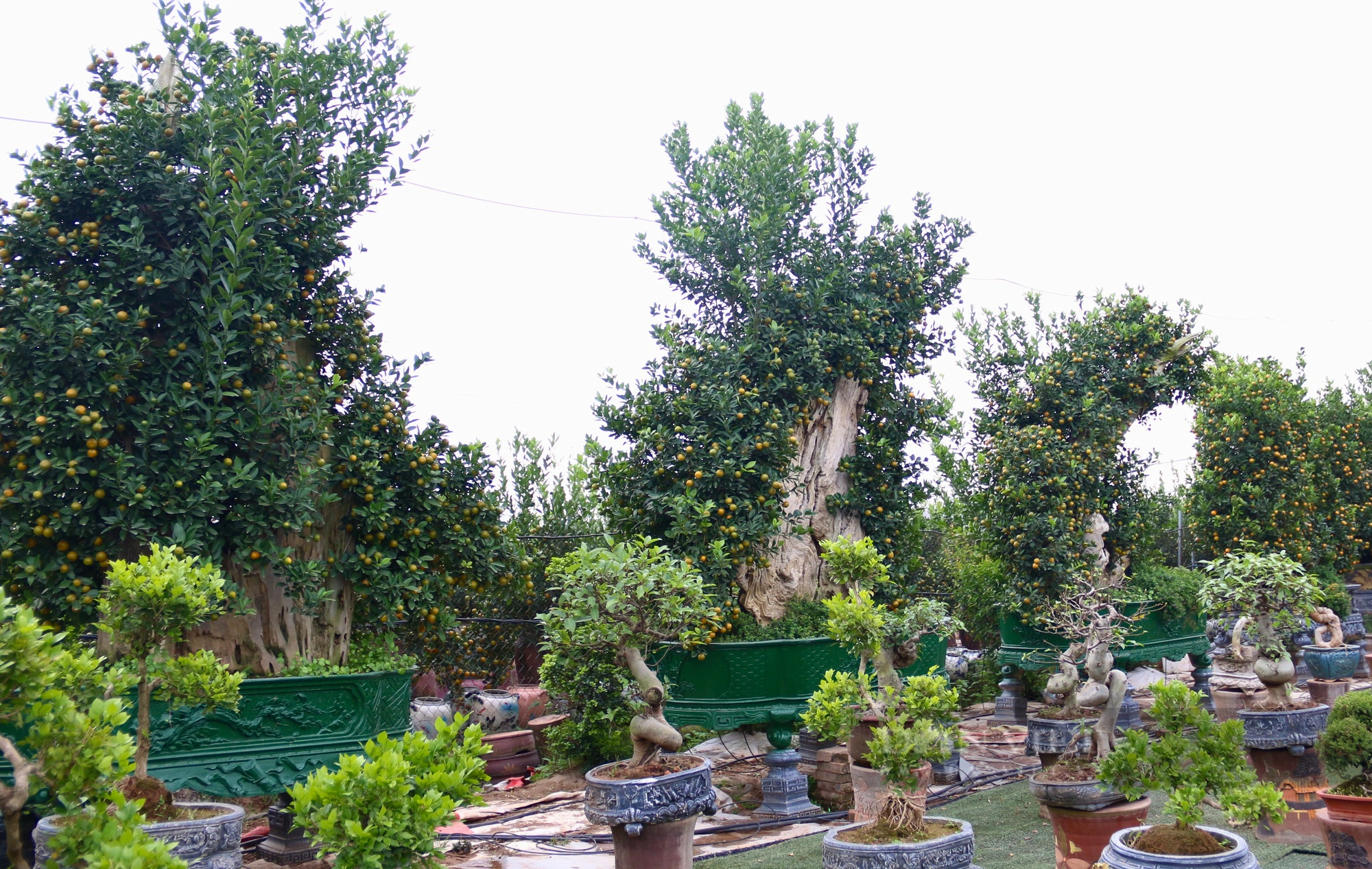 Quất tết ghép gỗ lũa của nông dân Tứ Liên ở Hà Nội có gì đặc biệt mà giá bán lên tới trăm triệu đồng?- Ảnh 6.