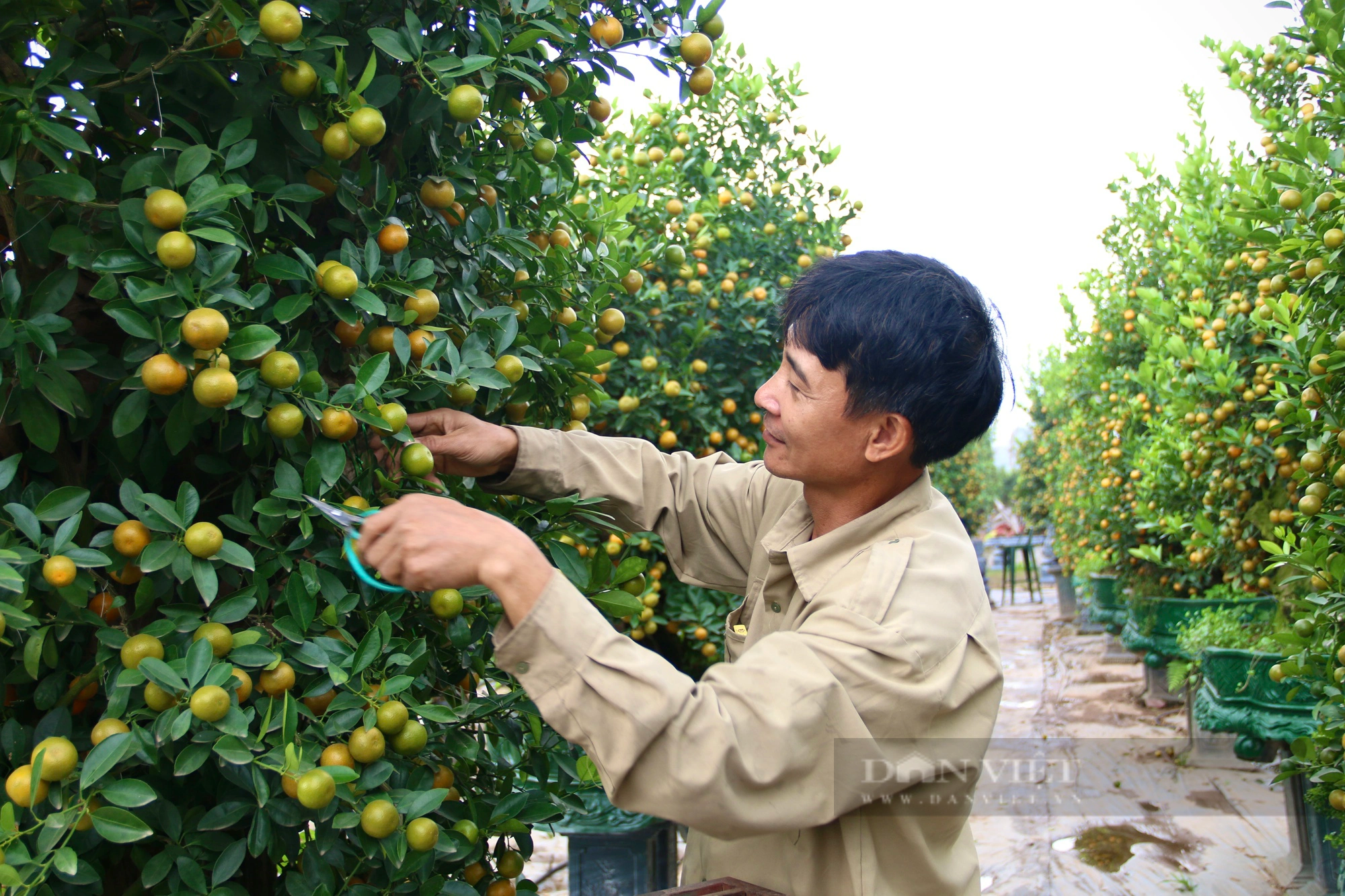 Quất tết ghép gỗ lũa của nông dân Tứ Liên ở Hà Nội có gì đặc biệt mà giá bán lên tới trăm triệu đồng?- Ảnh 8.