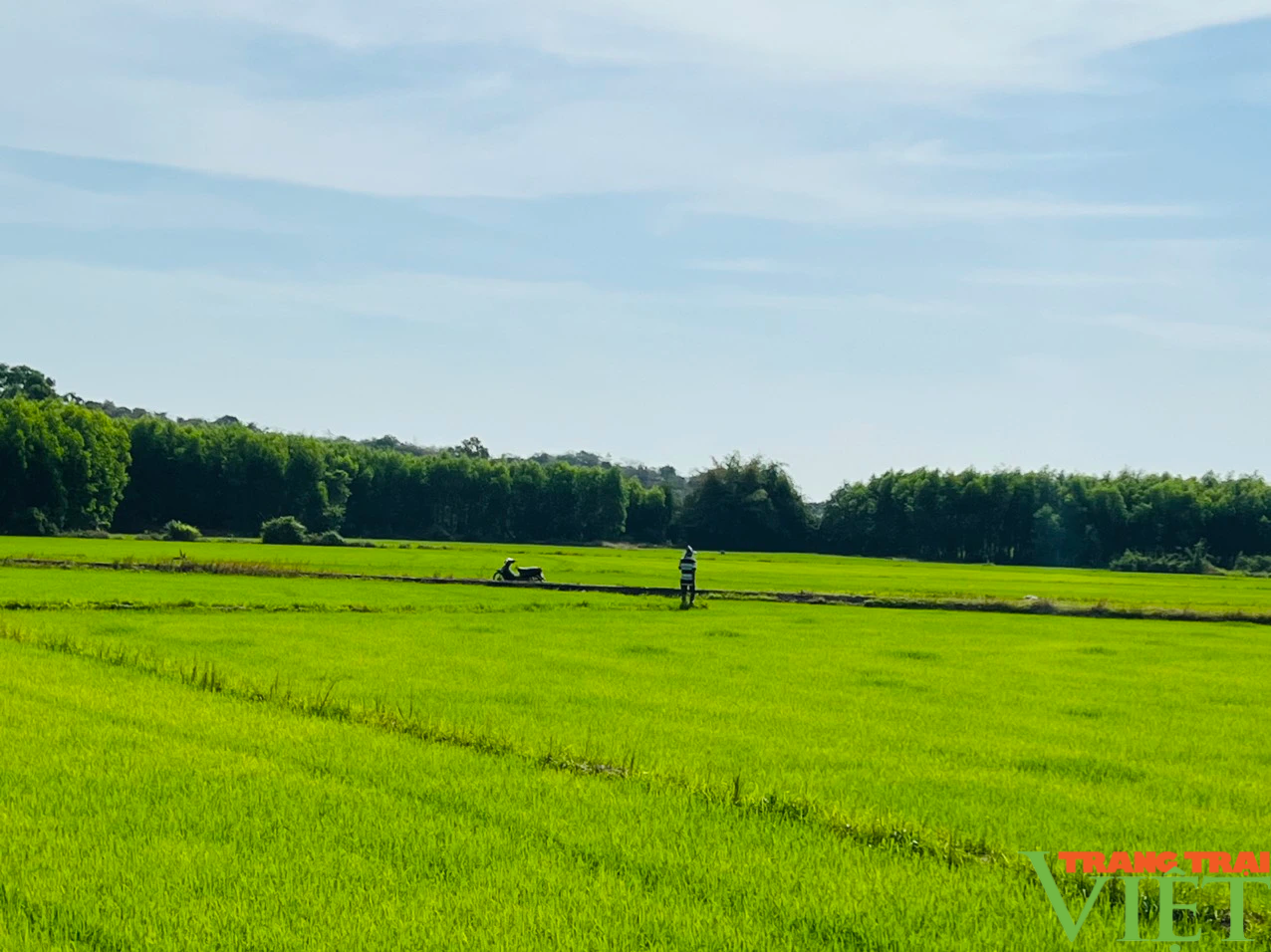 Nguồn vốn ưu đãi của Chính phủ tiếp sức cho đối tượng chính sách Bình Thuận thoát nghèo- Ảnh 5. Nguồn vốn ưu đãi của Chính phủ tiếp sức cho đối tượng chính sách Bình Thuận thoát nghèo- Ảnh 5.