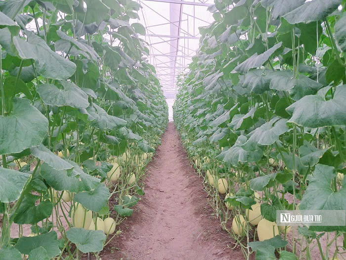Nông dân đổi đời nhờ trồng loại quả "lớn nhanh như thổi" - Ảnh 1. Nông dân đổi đời nhờ trồng loại quả "lớn nhanh như thổi" - Ảnh 1.