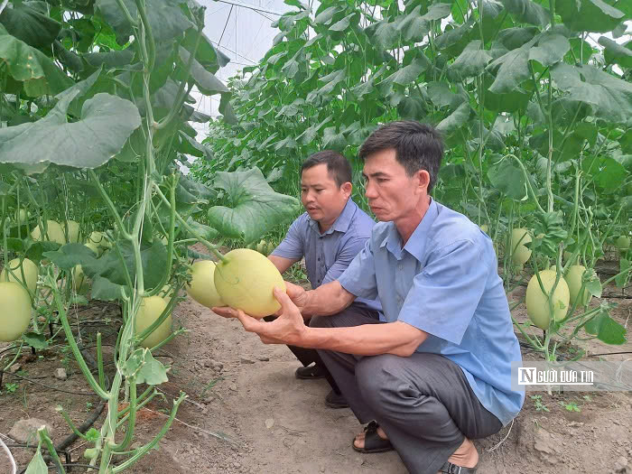 Nông dân đổi đời nhờ trồng loại quả "lớn nhanh như thổi" - Ảnh 2. Nông dân đổi đời nhờ trồng loại quả "lớn nhanh như thổi" - Ảnh 2.