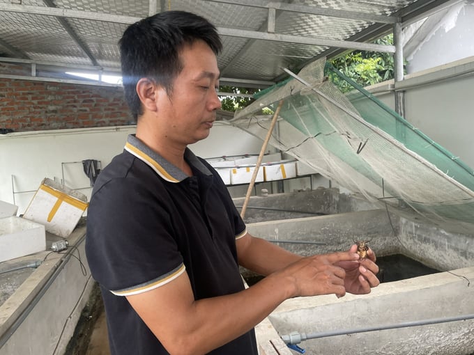 Nuôi con côn trùng tận dụng cả thân và bụng, nhiều hộ gia đình kiếm tiền triệu mỗi ngày- Ảnh 2. Nuôi con côn trùng tận dụng cả thân và bụng, nhiều hộ gia đình kiếm tiền triệu mỗi ngày- Ảnh 2.