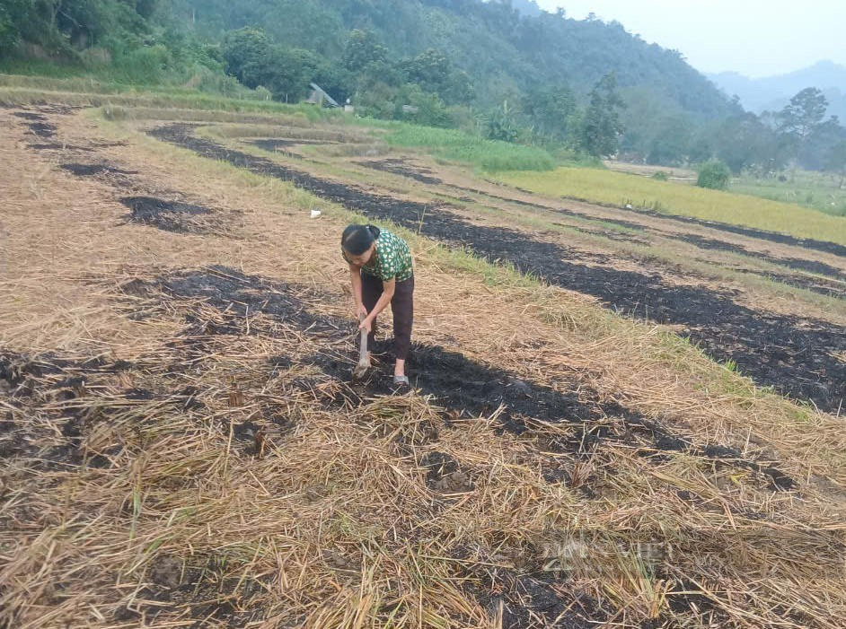 Nông dân kiệt sức sau bão lũ lịch sử: Dân có nguy cơ thiếu đói bên "bờ xôi ruộng mật" (Bài 4) - Ảnh 3.