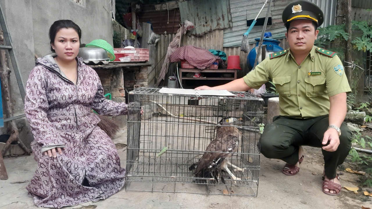 Người dân Đà Nẵng giao nộp diều hâu, tê tê Java, chim cát bụng trắng, toàn con động vật hoang dã cho kiểm lâm- Ảnh 1.