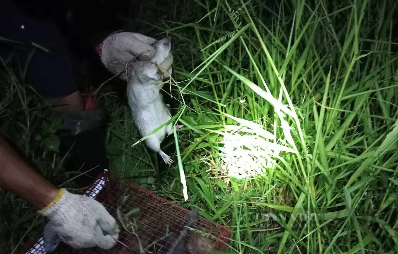 Nghề "độc" ở ngoại thành Hà Nội: Tối đến cầm gậy, đèn pin ra đồng kiếm tiền - Ảnh 1.