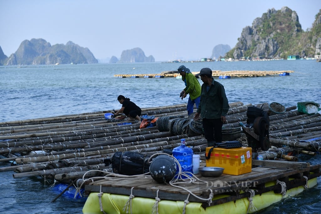 Người dân Vân Đồn (Quảng Ninh) nỗ lực phục hồi sau bão Yagi- Ảnh 7.