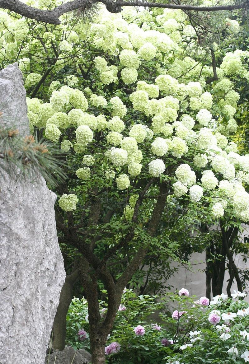 Người xưa dặn: "Thấy 6 cây cảnh trước nhà, gia đình không giàu có cũng quyền quý"- Ảnh 1.