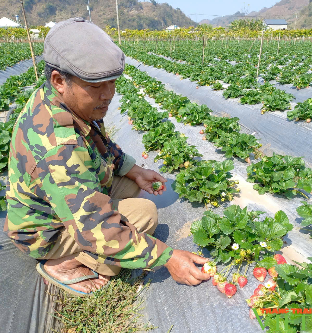 Dâu tây Sơn La - từ "chua chảy nước mắt" trở thành "món quà mong đợi" - Ảnh 1.