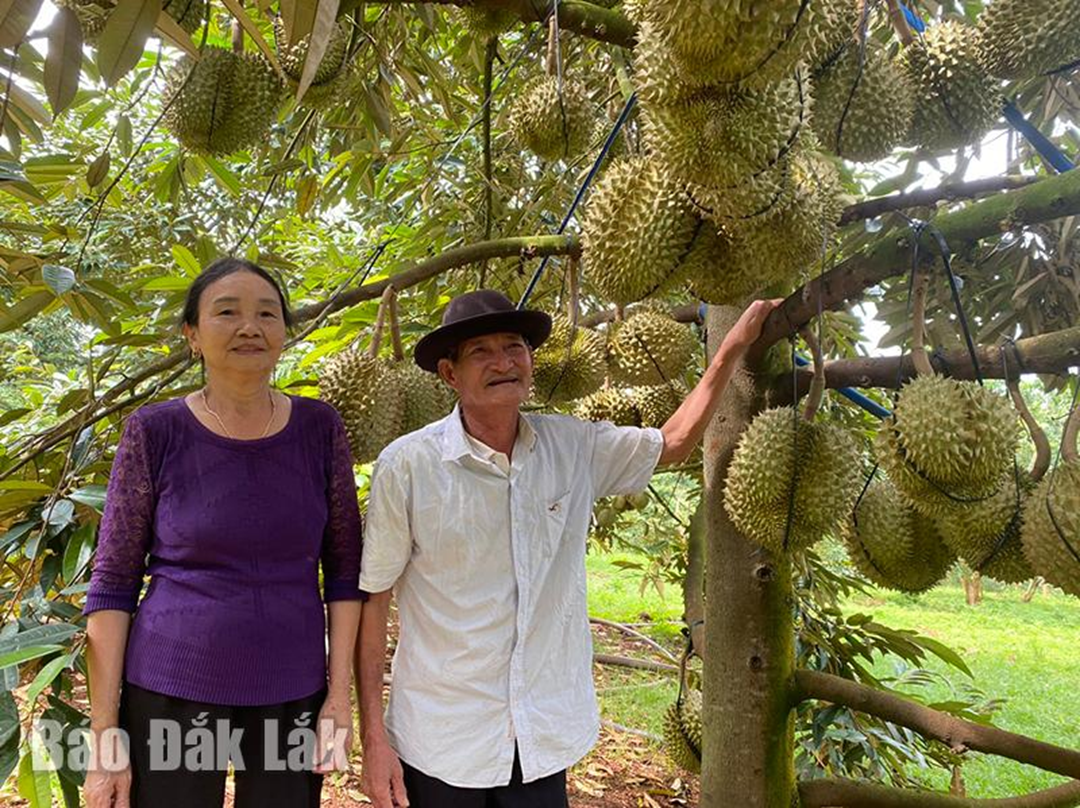 Ở nhà trồng 1 loại cây "quý như vàng", ông nông dân nhẹ nhàng kiếm hơn 1 tỷ đồng- Ảnh 1. Ở nhà trồng 1 loại cây "quý như vàng", ông nông dân nhẹ nhàng kiếm hơn 1 tỷ đồng- Ảnh 1.