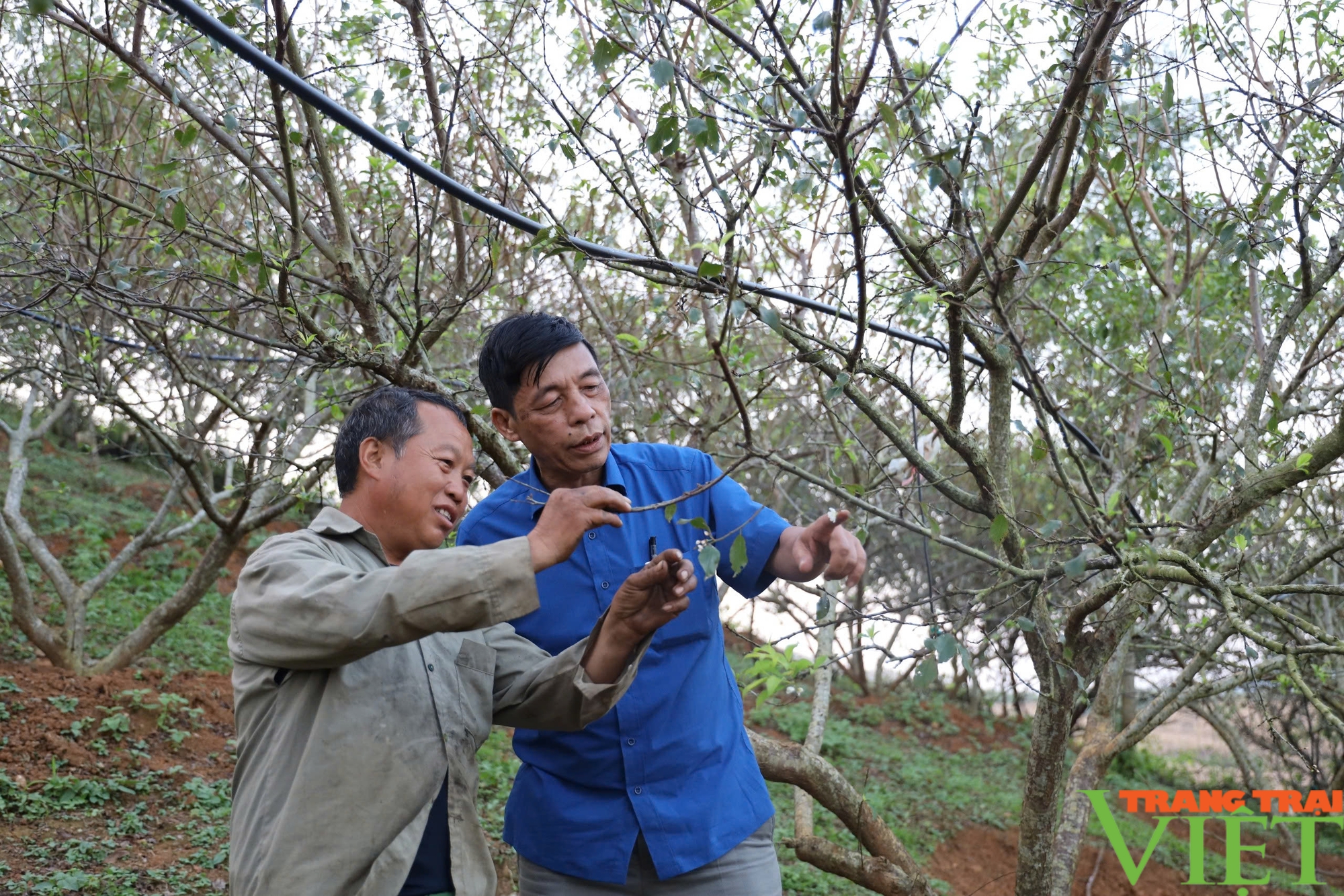 Kỳ tích ở Chiềng On (Bài 2) - Ảnh 4.