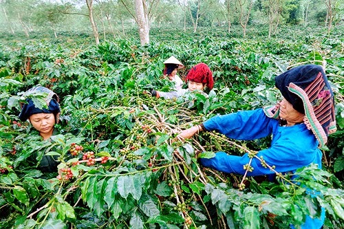 Cà phê Mường Ảng: Được mùa, được giá – niềm vui đong đầy trên mỗi hạt cà phê- Ảnh 1.