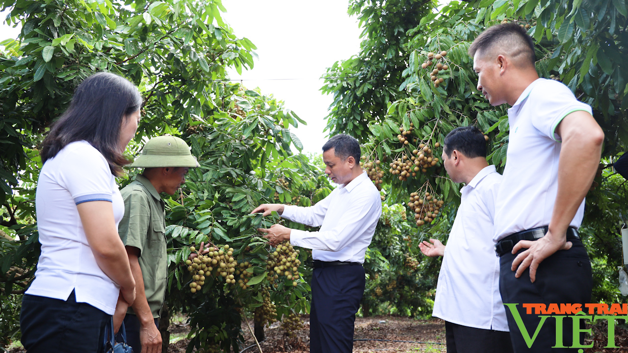 Trung ương Hội Nông dân Việt Nam làm việc với tỉnh Sơn La về tiêu thụ nông sản - Ảnh 4.