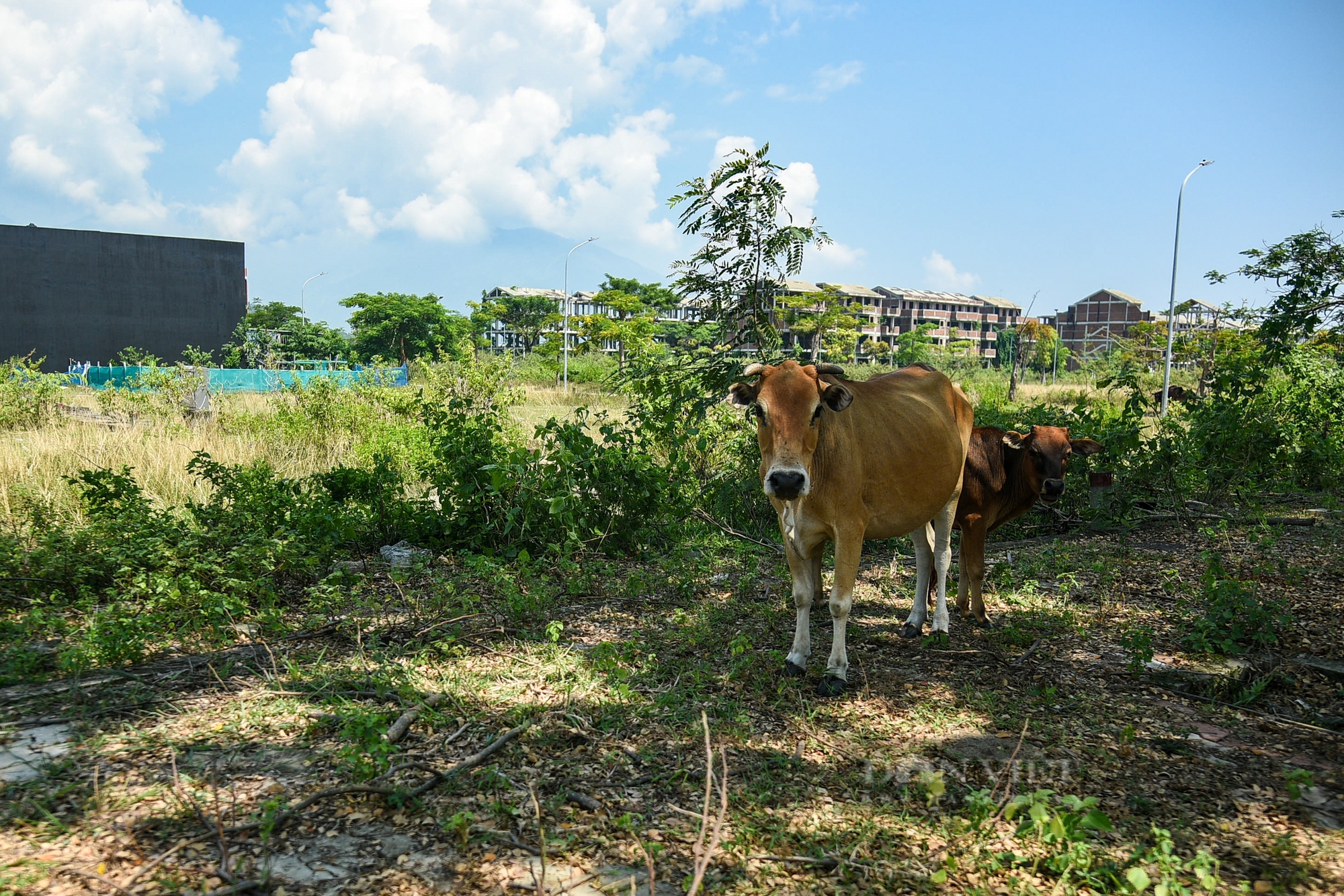 Dự án Golden Hills City ở Đà Nẵng rộng gần 400 ha bị bỏ hoang, thành khu đô thị "ma"- Ảnh 13.