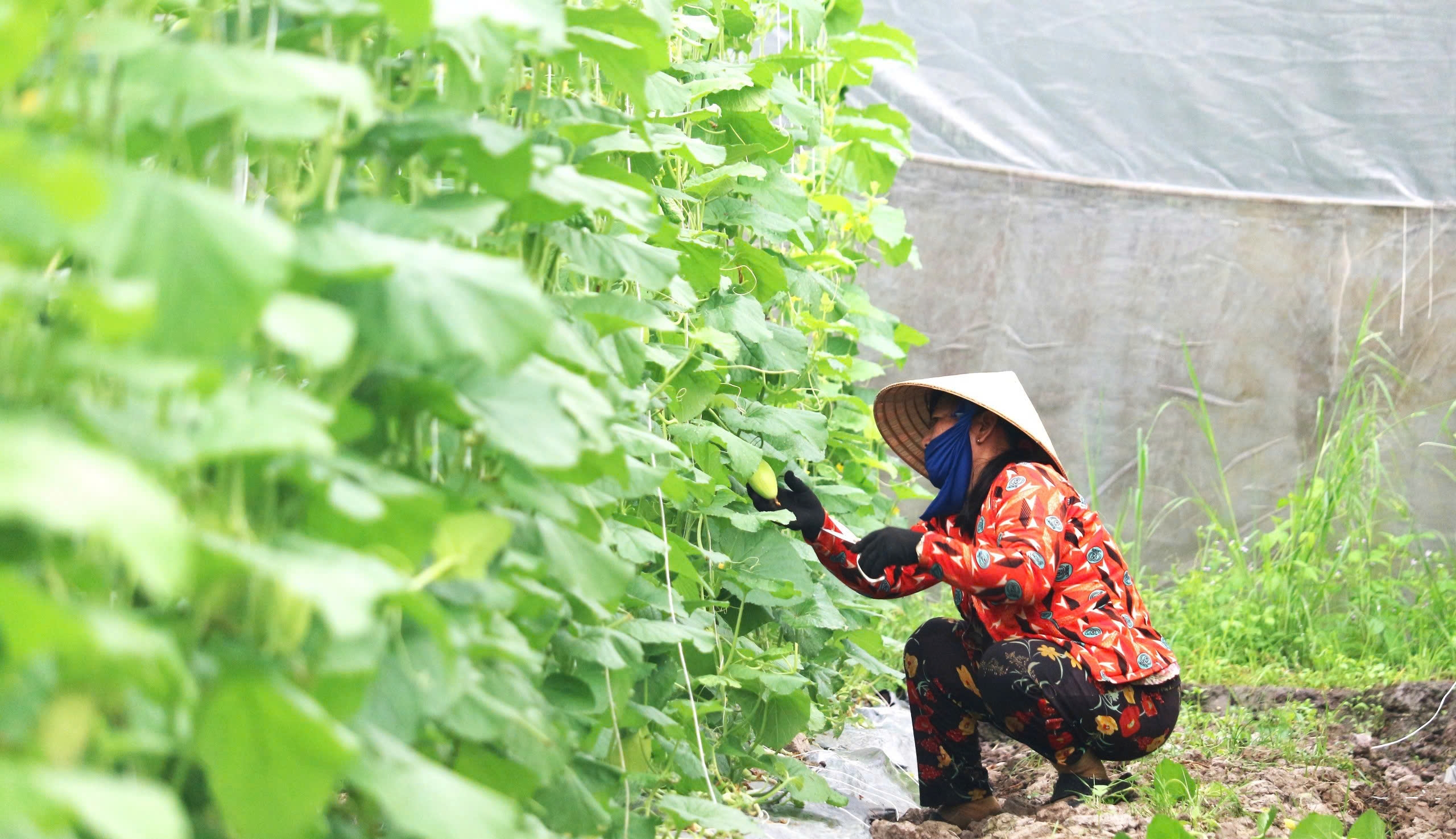 Xây nhà kính cho dưa lưới ở, nông dân vùng này ở Sóc Trăng bất ngờ khi dưa cho trái to bự, thu nhập cao - Ảnh 2.