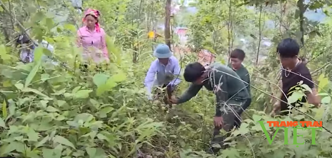 Mường Tè đẩy mạnh công tác bảo vệ rừng gắn với phát triển kinh tế - Ảnh 1.