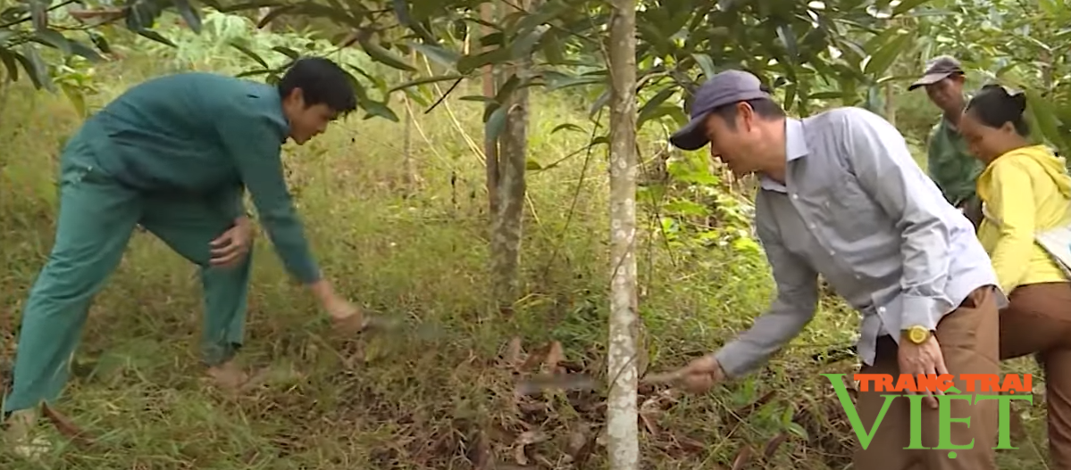 Mường Tè đẩy mạnh công tác bảo vệ rừng gắn với phát triển kinh tế - Ảnh 2.