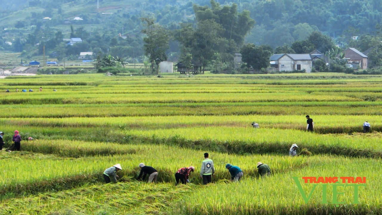 Thắng lợi vụ lúa mùa, nông dân Than Uyên phấn khởi - Ảnh 4.