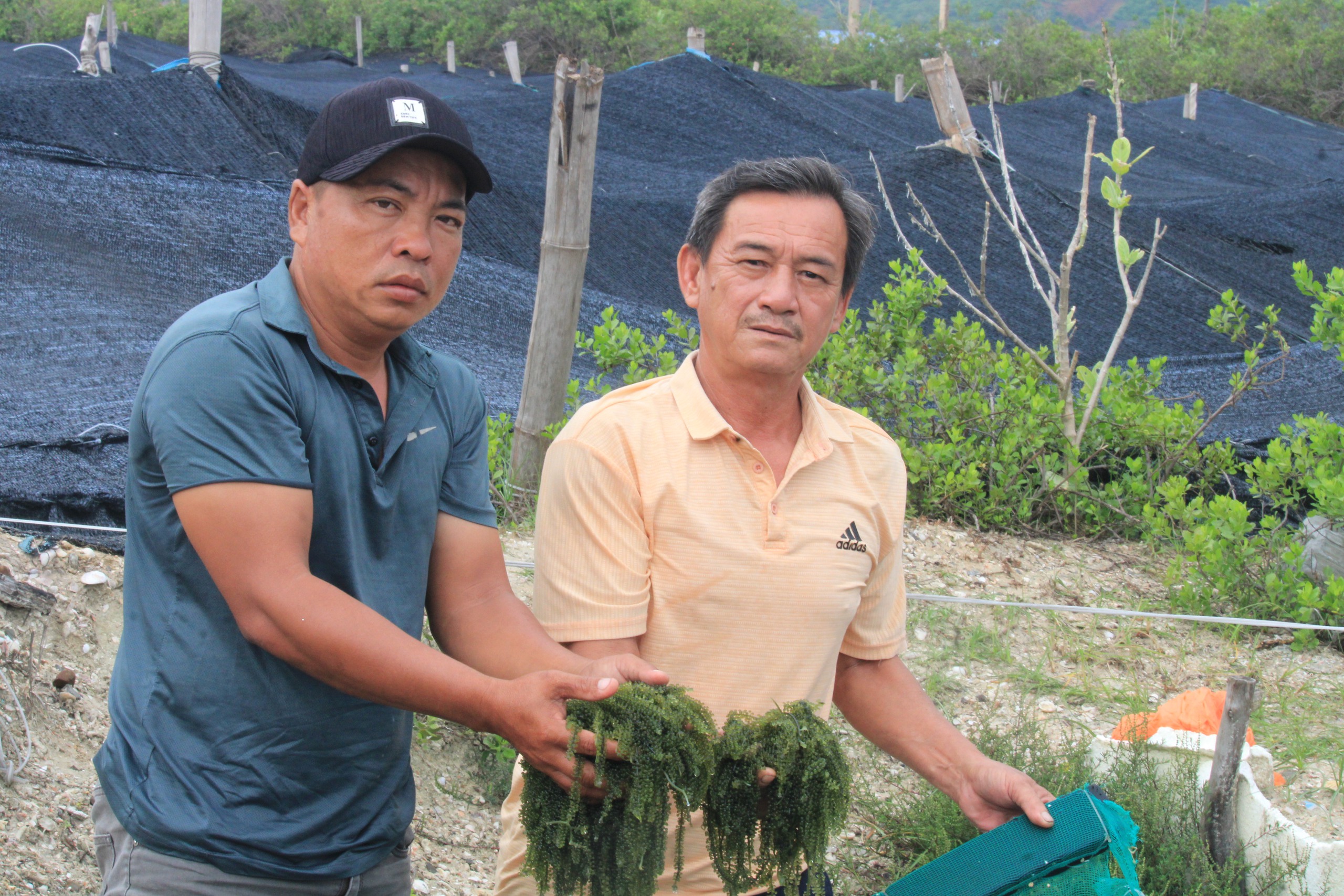 Khánh Hòa: Nguồn vốn giúp người trồng rong nho biển ở Ninh Hòa tăng thêm niềm vui - Ảnh 1.