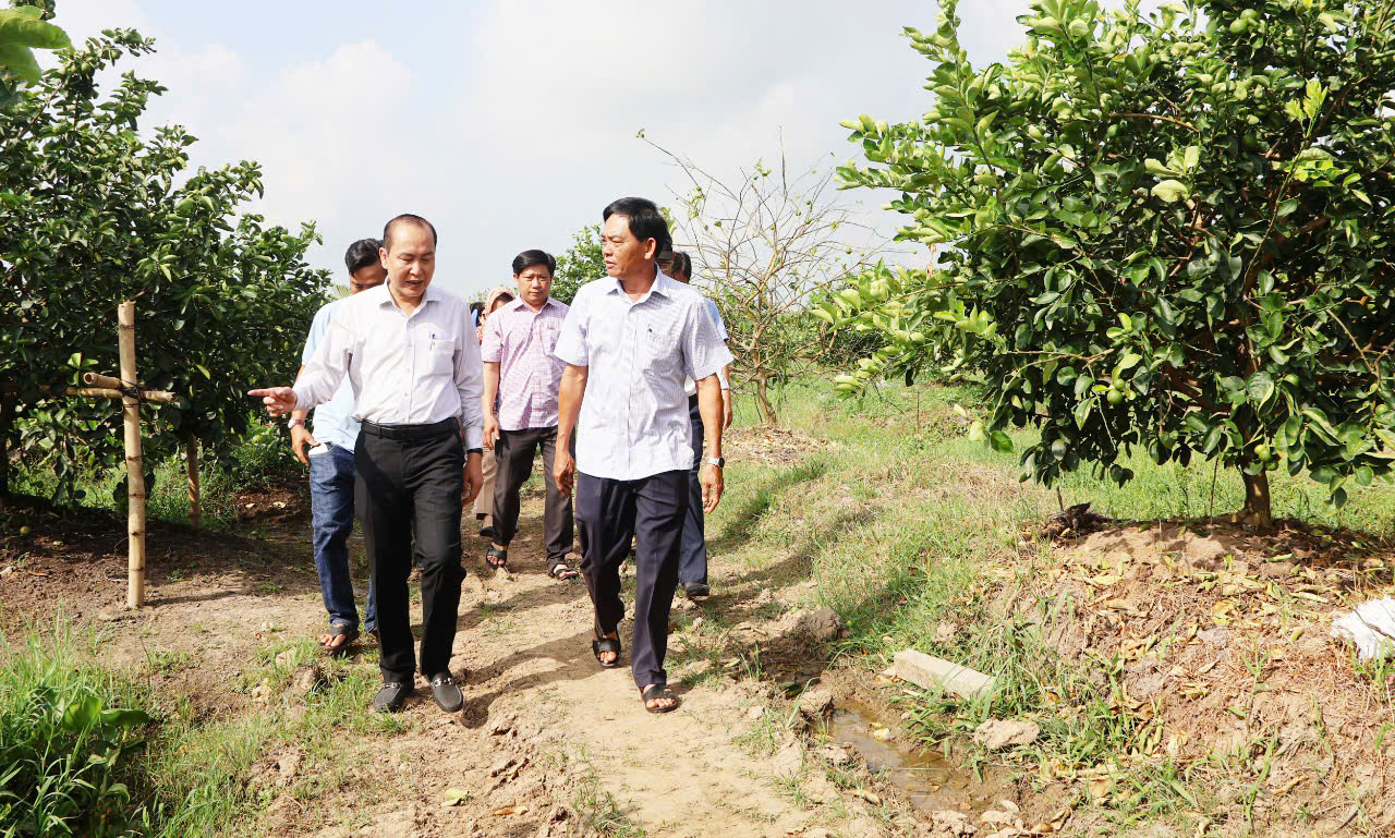 Phó Chủ tịch Thường trực Hội NDVN Phan Như Nguyện thăm mô hình trồng chanh ở Trà Vinh - Ảnh 3.