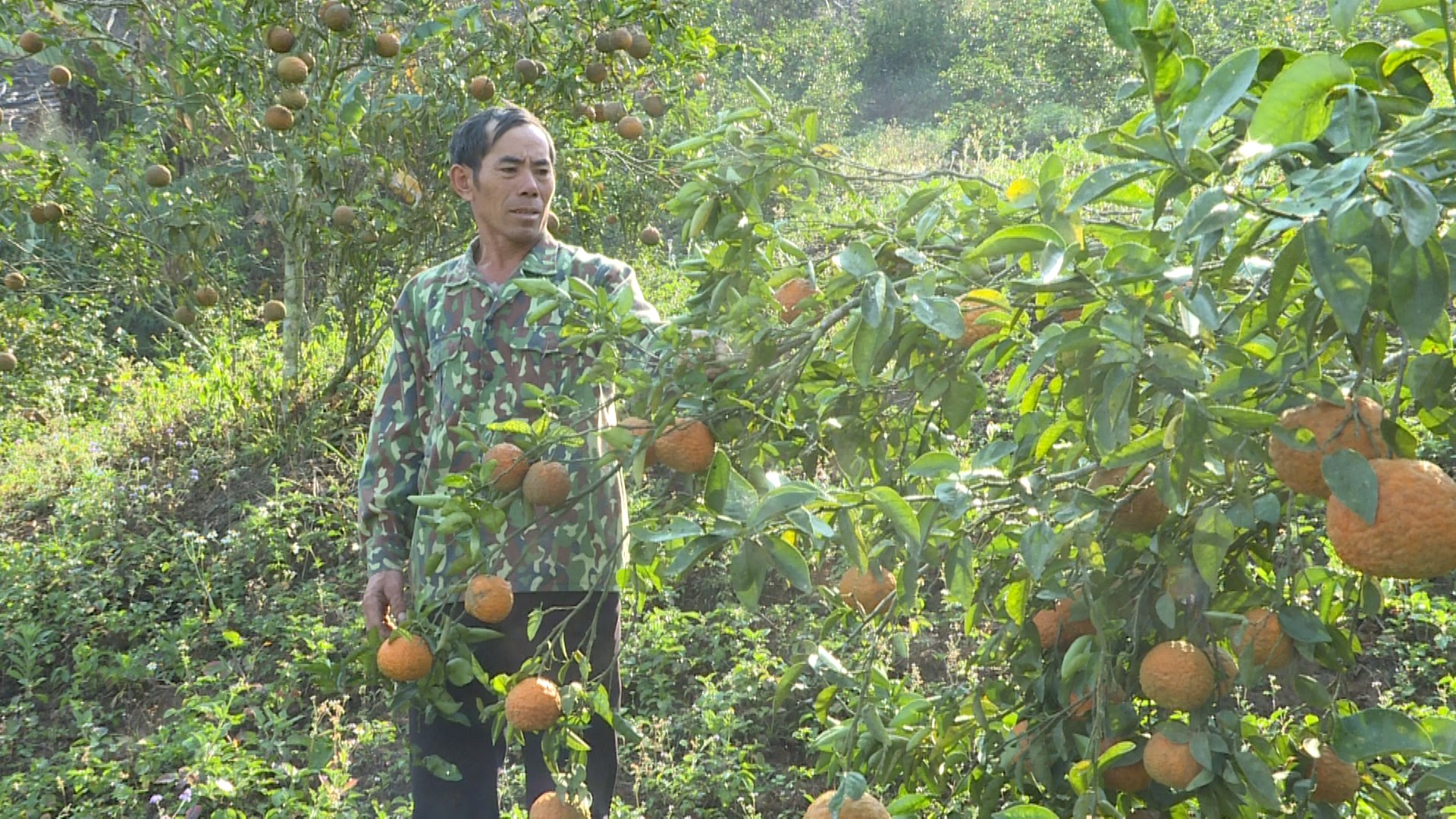  Nậm Pồ: Nông dân biến đồi nương thành vườn trái ngọt - Ảnh 1.